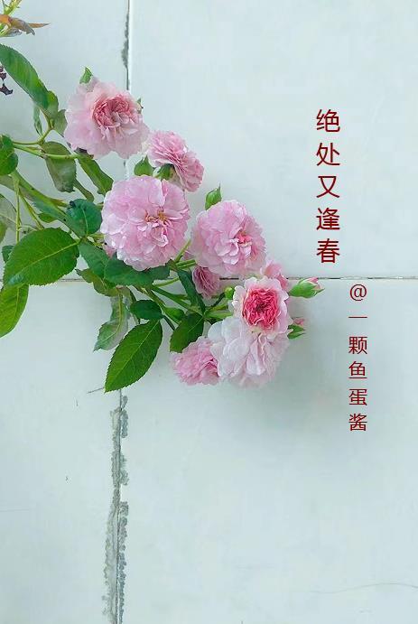 绝处逢生含意